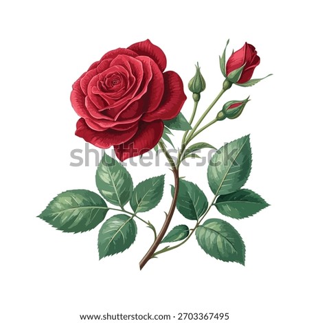Realistic red French rose vector with lush petals and green leaves. Elegant botanical design perfect for wedding invitations, perfume packaging, cards, and romantic floral decor.