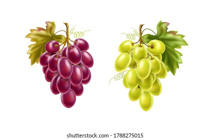 Realistic red, green grape bunch with ripe berries and leaves. Fresh grapevine for winery products design. Juicy purple fruits for healthy diet. Vector natural food full of vitamins. Sweet dessert
