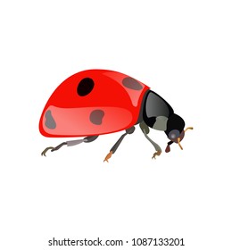 Realistic red ladybug with black dots. Vector illustration