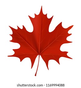 Realistic red maple leaf isolated on white background. Vector illustration