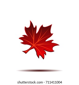 realistic red maple leaf on white background