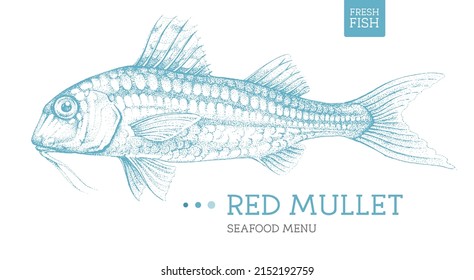 Realistic red mullet fish vector illustration. Seafood menu design