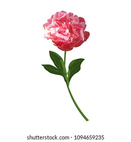 Realistic red peony flower. Vector isolated herbaceous colorful showy plant. Illustration for prints, cards, invitation.