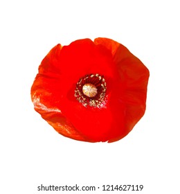 Realistic Red Poppy flower head isolated on white background. Remembrance Day card. International Remembrance Day symbol. Vector Illustration EPS 10 file.