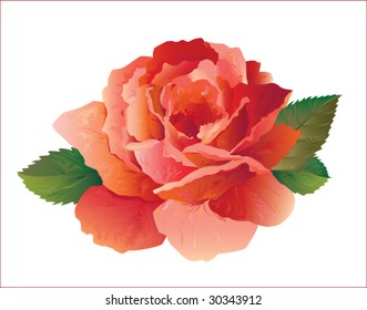 realistic red rose