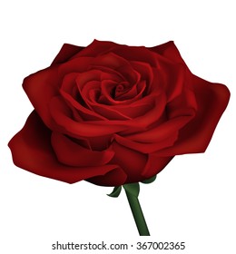 Realistic red rose