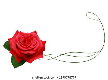 Realistic red rose, border.