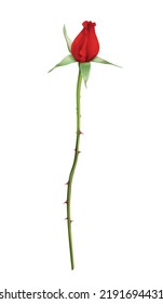 Realistic red rose bud on stalk with thorns without leaves vector illustration