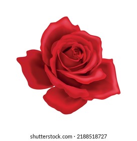 Realistic red rose flower on white background vector illustration