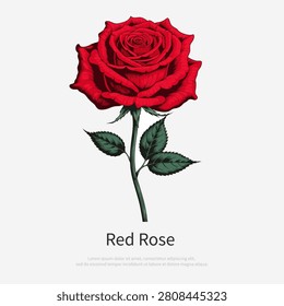 Realistic red rose flower with stem and leaves isolated on white background. Vector illustration.