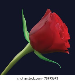 realistic red rose with green leafs on dark background