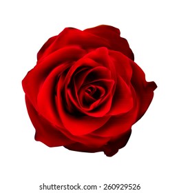 Realistic Red Rose High Quality Vector Illustration EPS10 