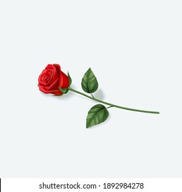 Realistic red rose. Vector illustration