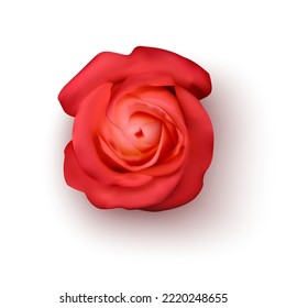 Realistic Red rose, vector illustration on White background