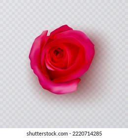 Realistic Red rose, vector illustration on White background