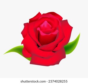 Realistic red rose, vector illustration on white background, 3d flower red flower design