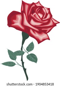 Rosa roja realista: rosas vectoras aisladas