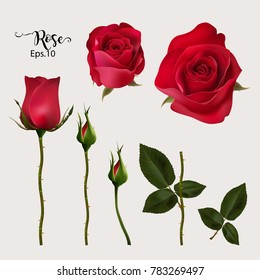 Realistic of red roses 5 styles and leaves
for decorate artwork. Eps.10