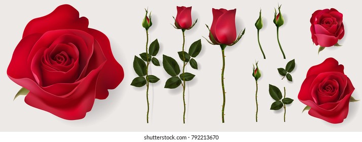 Realistic of red roses 5 styles and leaves. Eps.10