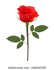 Realistic of red roses and green leaves isolated on white background. For romantic floral decoration decorate artwork for Valentine or Wedding Invitation card. 3D Vector SPS10.