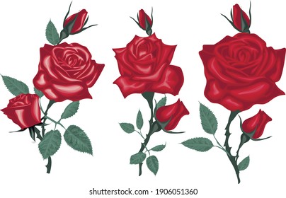 Realistic red Roses - Vector roses isolated