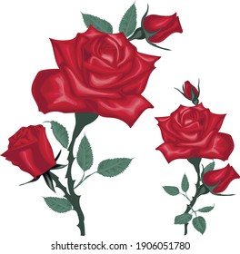 Realistic red Roses - Vintage vector roses isolated