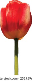 realistic red tulip vector with green branch floral motif