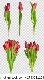 Realistic Red Tulips Flower Set Isolated on Transparent Background. Vector Illustration EPS10