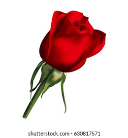 Realistic red vector rose illustration isolated on white background.
