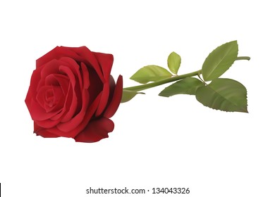 Realistic red vector rose on white background