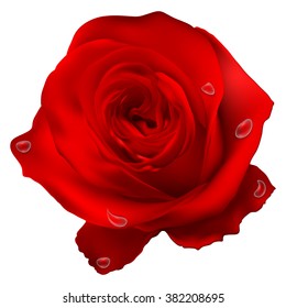 Realistic red vector rose on white background. EPS 10 vector file included