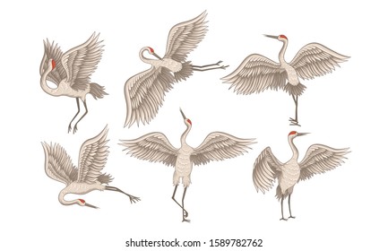 Realistic Red-crowned Crane in Different Poses with Stretched Wings Vector Set