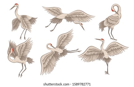 Realistic Red-crowned Crane in Different Poses with Stretched Wings Vector Set