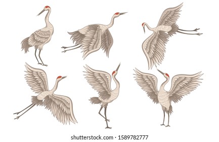 Realistic Red-crowned Crane in Different Poses with Stretched Wings Vector Set