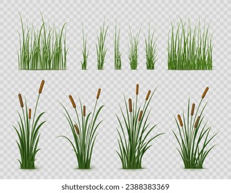 Realistic reed, sedge and grass or green plant leaves, isolated vector on transparent background. Realistic reed, pond or river nature, swamp sedge and lake grass for summer garden landscape