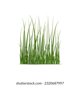 Realistic reed, sedge and grass. Isolated 3d vector type of tall, aquatic plants growing on wetland environments, providing habitat and ecosystem services for many species of animals and plants