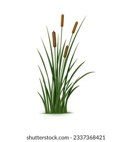 Realistic reed, sedge and grass. Isolated 3d vector plant also known as Phragmites, is a tall, perennial grass that is commonly found in wetlands and along the edges of ponds and streams