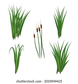 Realistic reeds and rushes isolated on white background. Set of marsh grass and plants.