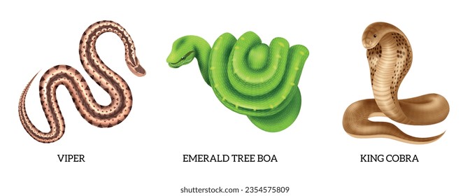 Icono de serpientes realistas con boa de árbol esmeralda víbora e ilustración de vector cobra real