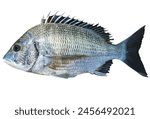 Realistic retouch illustration of a fearless adult black sea bream (chinu, cut out, white background)