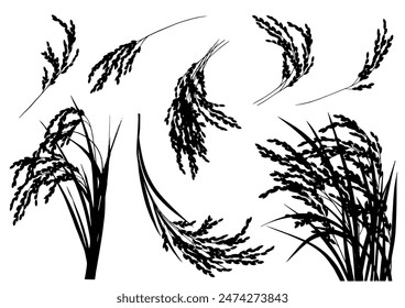 Realistic rice silhouette. Monochrome. Variety