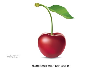 Realistic ripe cherry with green leaf on a white background with gradient mesh. 3D effect. Vector illustration.