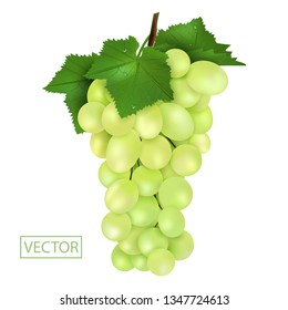 Realistic Ripe green grapes and leaves with drops. Juicy fruit 3d illustration high detail isolated on white background. Vector illustration.