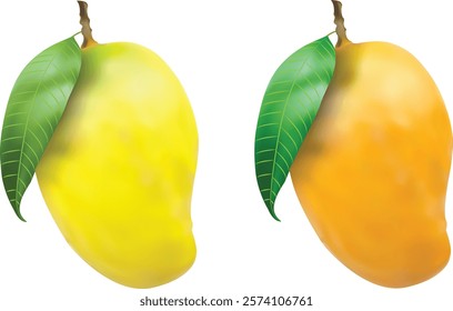 Realistic Ripe Mango Vector Design For Illustration 