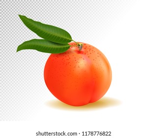 Realistic Ripe Peach with Leaf on White Background, Isolated Sweet Fruit, 3D Hand Drawn Vector Illustration EPS 10 on transparent background