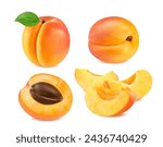 Realistic ripe raw apricot fruit, isolated whole, half and slice cut, vector food. Fresh apricot fruit cut in section or whole with leaf and seed for juice or jam and organic food product package
