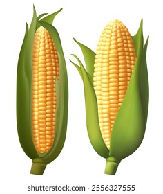 Realistic ripe raw corn cobs and yellow kernels, vector maize farm food vector 3d sweetcorn corn cobs, agriculture elements. Harvest Gradient Mesh