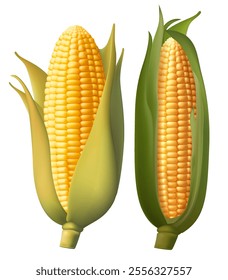 Realistic ripe raw corn cobs and yellow kernels, vector maize farm food vector 3d sweetcorn corn cobs, agriculture elements. Harvest Gradient Mesh