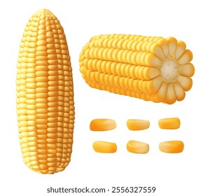 Realistic ripe raw corn cobs and yellow kernels, vector maize farm food vector 3d sweetcorn corn cobs, agriculture elements. Harvest Gradient Mesh