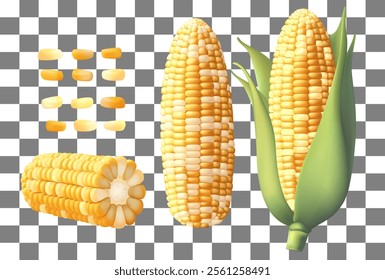 Realistic ripe raw corn cobs and yellow kernels, vector maize farm food vector 3d sweetcorn corn cobs, agriculture elements. Harvest Gradient Mesh gradient wes used